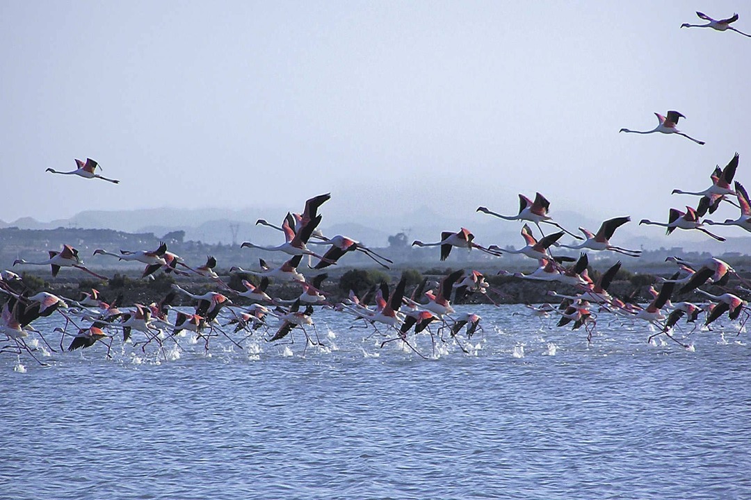 Santa_Pola_Parque_Natural_Salinas_1